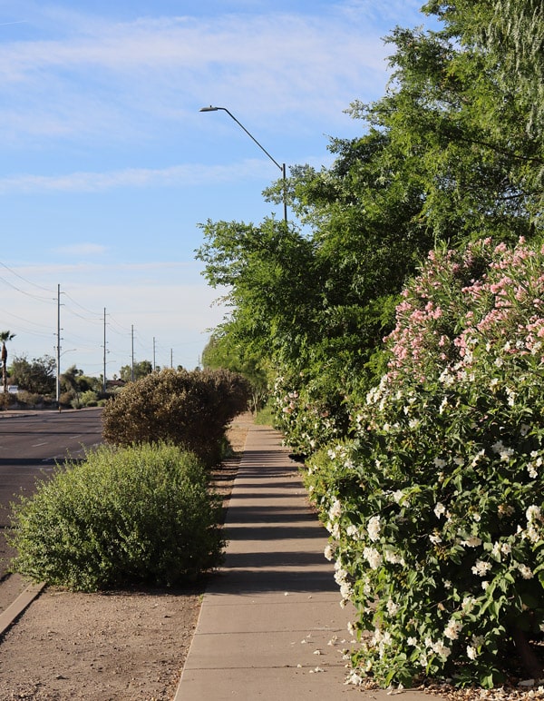 florida sidewalk neighborhood
