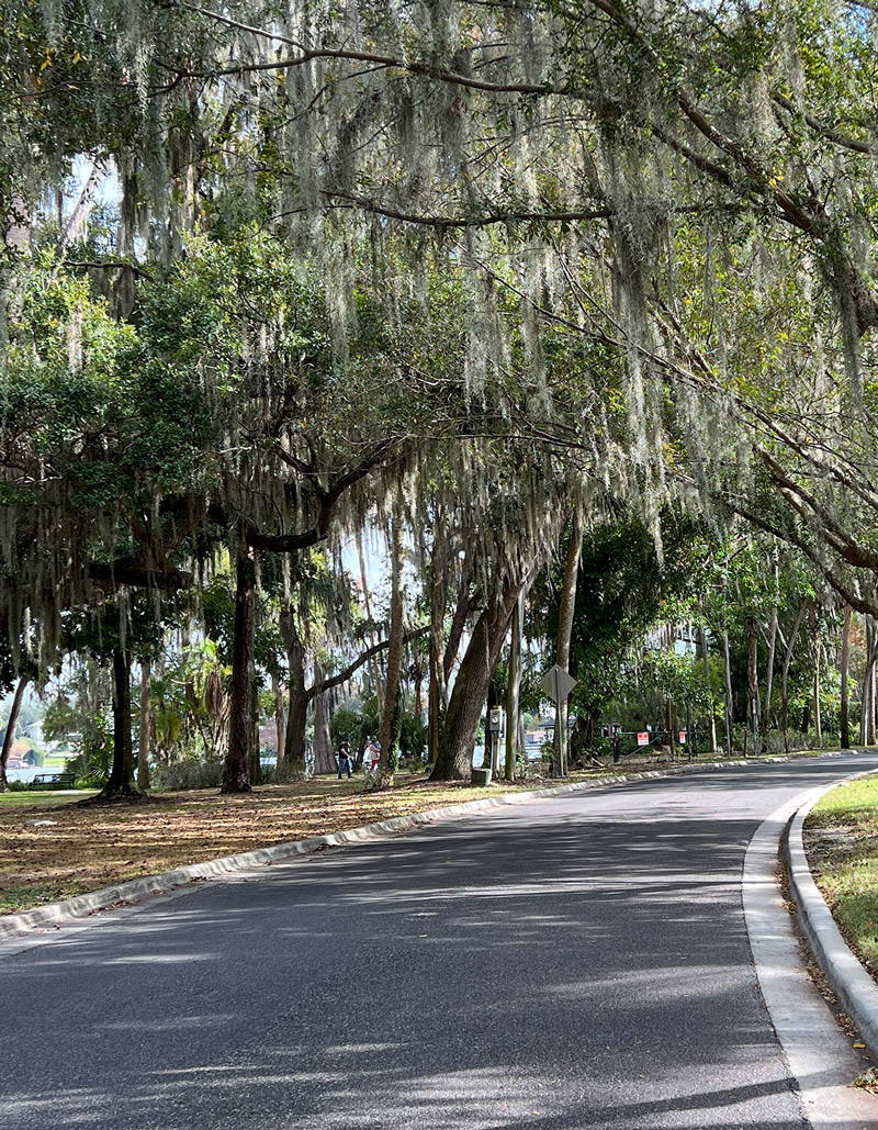 florida trees sidewalk
