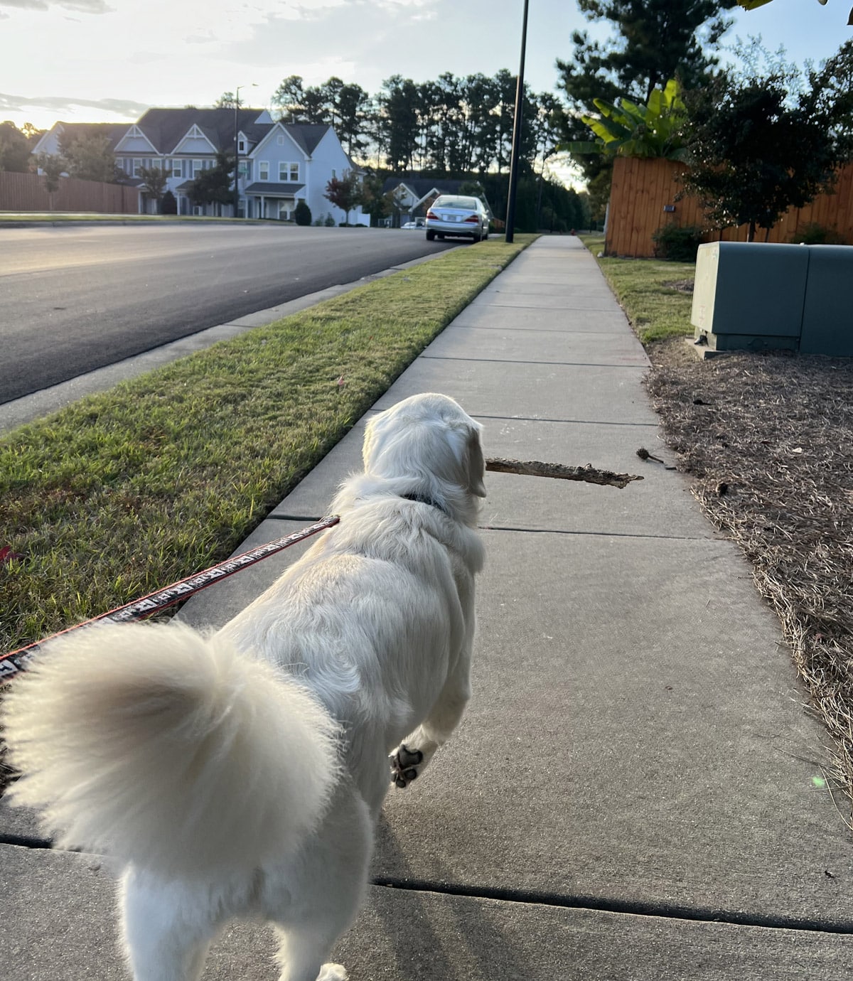 resident walking dog on sidewalk